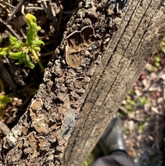 Auricularia pusio group at Broke, NSW - 28 Jun 2025 03:45 PM