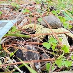 Astraeus hygrometricus at Emerald, VIC - suppressed