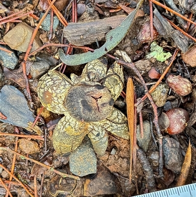 Astraeus hygrometricus at Olinda, VIC - Today by GlossyGal
