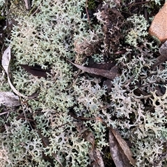 Cladia corallaizon at Bendick Murrell, NSW - Yesterday by BCTbluebucket