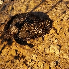 Tachyglossus aculeatus (Short-beaked Echidna) at Symonston, ACT - Today by Mike