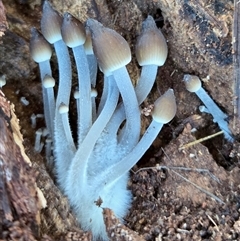 Mycena sp. (genus) at Yass River, NSW - Today by SenexRugosus