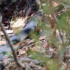 Austrelaps ramsayi (Highlands Copperhead) at Paddys River, NSW - 17 Mar 2025 by joscobie