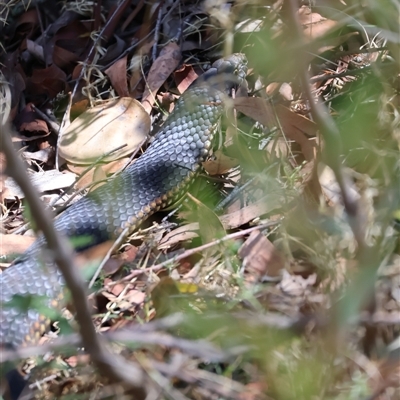 Austrelaps ramsayi (Highlands Copperhead) at Paddys River, NSW - 17 Mar 2025 by joscobie