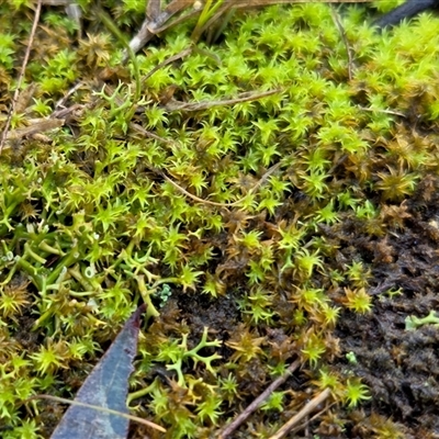 Barbula sp. at Yass River, NSW - 24 Jun 2025 by SenexRugosus