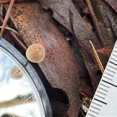 Conocybe sp. at Olinda, VIC - Today by GlossyGal
