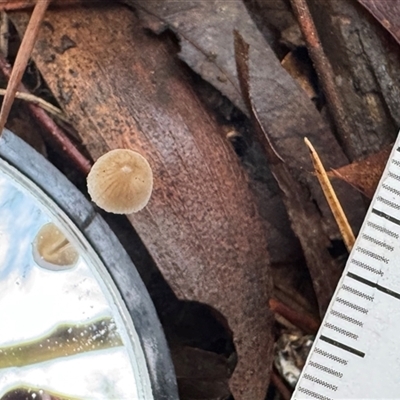 Conocybe sp. at Olinda, VIC - Today by GlossyGal