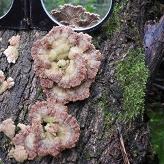 Schizophyllum commune at Olinda, VIC - 28 Jun 2025 by GlossyGal