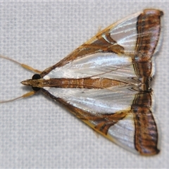 Unverified Pyralid or Snout Moth (Pyralidae & Crambidae) at Abergowrie, QLD - 20 Oct 2008 by PJH123