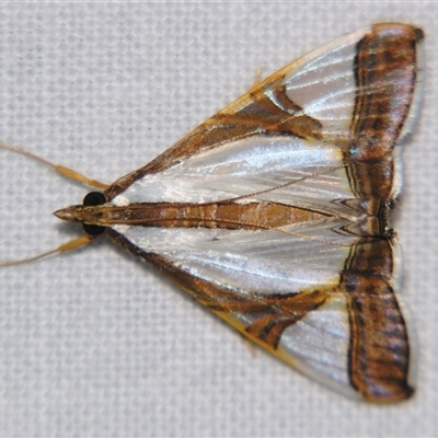 Unverified Pyralid or Snout Moth (Pyralidae & Crambidae) at Abergowrie, QLD - 20 Oct 2008 by PJH123