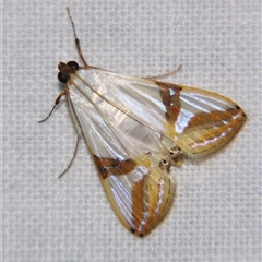 Talanga sabacusalis (A Crambid moth (Spilomelinae) at Abergowrie, QLD - 20 Oct 2008 by PJH123