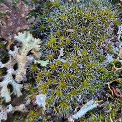 Campylopus introflexus at Yass River, NSW - Yesterday by SenexRugosus