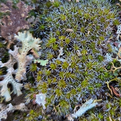 Campylopus introflexus at Yass River, NSW - Yesterday by SenexRugosus