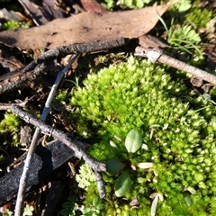 Barbula sp. at Yass River, NSW - Yesterday by SenexRugosus