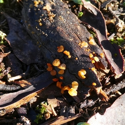 Aleuria exigua at Yass River, NSW - Yesterday by SenexRugosus