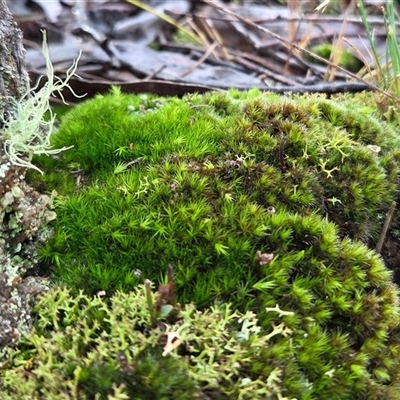 Campylopus at Yass River, NSW - 24 Jun 2025 by SenexRugosus