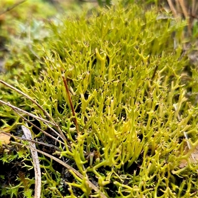 Cladia aggregata at Yass River, NSW - 24 Jun 2025 by SenexRugosus