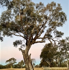 Eucalyptus bridgesiana (Apple Box) at Higgins, ACT - Yesterday by Jennybach