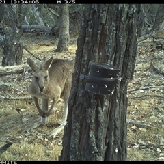 Macropus giganteus (Eastern Grey Kangaroo) at Crowther, NSW - 21 Apr 2025 by Frecko