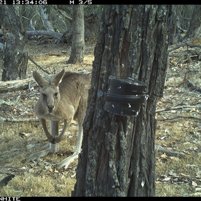 Macropus giganteus (Eastern Grey Kangaroo) at Crowther, NSW - 21 Apr 2025 by Frecko