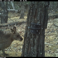 Macropus giganteus (Eastern Grey Kangaroo) at Crowther, NSW - 20 Apr 2025 by Frecko