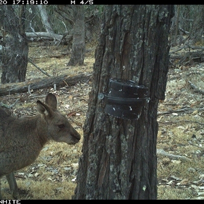 Macropus giganteus (Eastern Grey Kangaroo) at Crowther, NSW - 20 Apr 2025 by Frecko