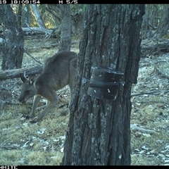Macropus giganteus (Eastern Grey Kangaroo) at Crowther, NSW - 19 Apr 2025 by Frecko