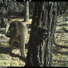 Macropus giganteus (Eastern Grey Kangaroo) at Crowther, NSW - 19 Apr 2025 by Frecko
