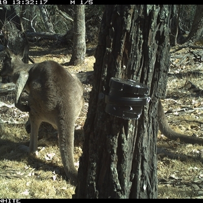 Macropus giganteus (Eastern Grey Kangaroo) at Crowther, NSW - 19 Apr 2025 by Frecko
