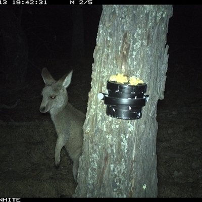 Macropus giganteus (Eastern Grey Kangaroo) at Crowther, NSW - 13 Apr 2025 by Frecko