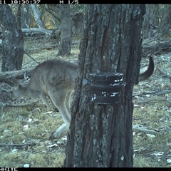Macropus giganteus (Eastern Grey Kangaroo) at Crowther, NSW - 11 Apr 2025 by Frecko