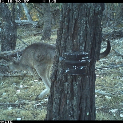 Macropus giganteus (Eastern Grey Kangaroo) at Crowther, NSW - 11 Apr 2025 by Frecko