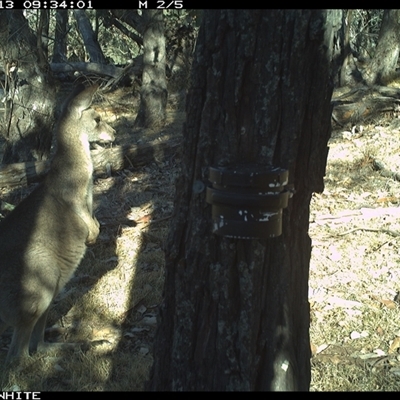 Macropus giganteus (Eastern Grey Kangaroo) at Crowther, NSW - 13 Apr 2025 by Frecko
