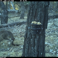 Macropus giganteus (Eastern Grey Kangaroo) at Crowther, NSW - 13 Apr 2025 by Frecko