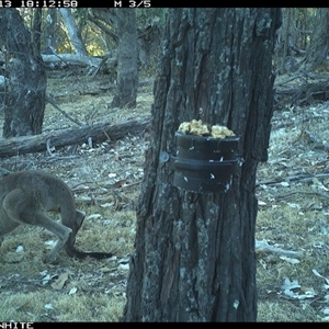 Macropus giganteus (Eastern Grey Kangaroo) at Crowther, NSW - 13 Apr 2025 by Frecko