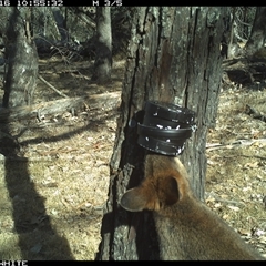 Wallabia bicolor (Swamp Wallaby) at Crowther, NSW - 16 Apr 2025 by Frecko