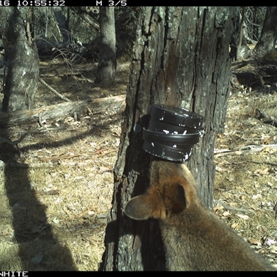 Wallabia bicolor (Swamp Wallaby) at Crowther, NSW - 16 Apr 2025 by Frecko