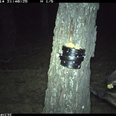 Wallabia bicolor (Swamp Wallaby) at Crowther, NSW - 14 Apr 2025 by Frecko