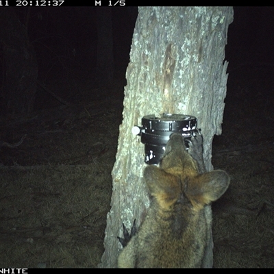 Wallabia bicolor (Swamp Wallaby) at Crowther, NSW - 11 Apr 2025 by Frecko