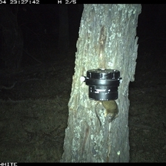 Antechinus flavipes (Yellow-footed Antechinus) at Crowther, NSW - 4 Apr 2025 by Frecko