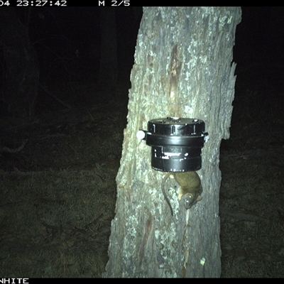 Antechinus flavipes (Yellow-footed Antechinus) at Crowther, NSW - 4 Apr 2025 by Frecko