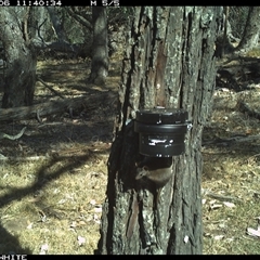 Antechinus flavipes (Yellow-footed Antechinus) at Crowther, NSW - 6 Apr 2025 by Frecko