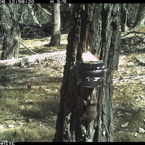 Antechinus flavipes (Yellow-footed Antechinus) at Crowther, NSW - 8 Apr 2025 by Frecko