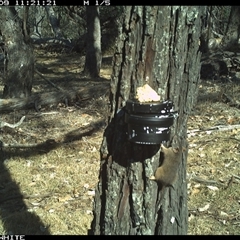 Antechinus flavipes (Yellow-footed Antechinus) at Crowther, NSW - 9 Apr 2025 by Frecko