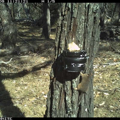 Antechinus flavipes (Yellow-footed Antechinus) at Crowther, NSW - 9 Apr 2025 by Frecko