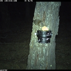 Antechinus flavipes (Yellow-footed Antechinus) at Crowther, NSW - 9 Apr 2025 by Frecko