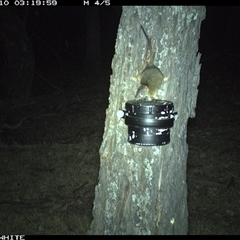 Antechinus flavipes (Yellow-footed Antechinus) at Crowther, NSW - 10 Apr 2025 by Frecko