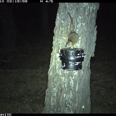 Antechinus flavipes (Yellow-footed Antechinus) at Crowther, NSW - 10 Apr 2025 by Frecko