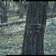 Antechinus flavipes (Yellow-footed Antechinus) at Crowther, NSW - 10 Apr 2025 by Frecko
