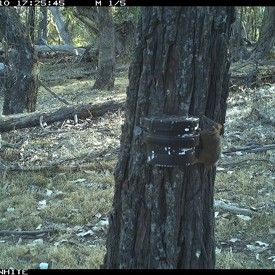 Antechinus flavipes (Yellow-footed Antechinus) at Crowther, NSW - 10 Apr 2025 by Frecko